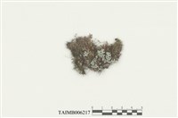 藏品(耳葉蘚屬)的圖片